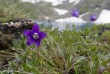 Campanula saxifraga