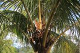 семейство Arecaceae