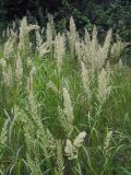 Calamagrostis extremiorientalis