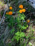 Trollius asiaticus