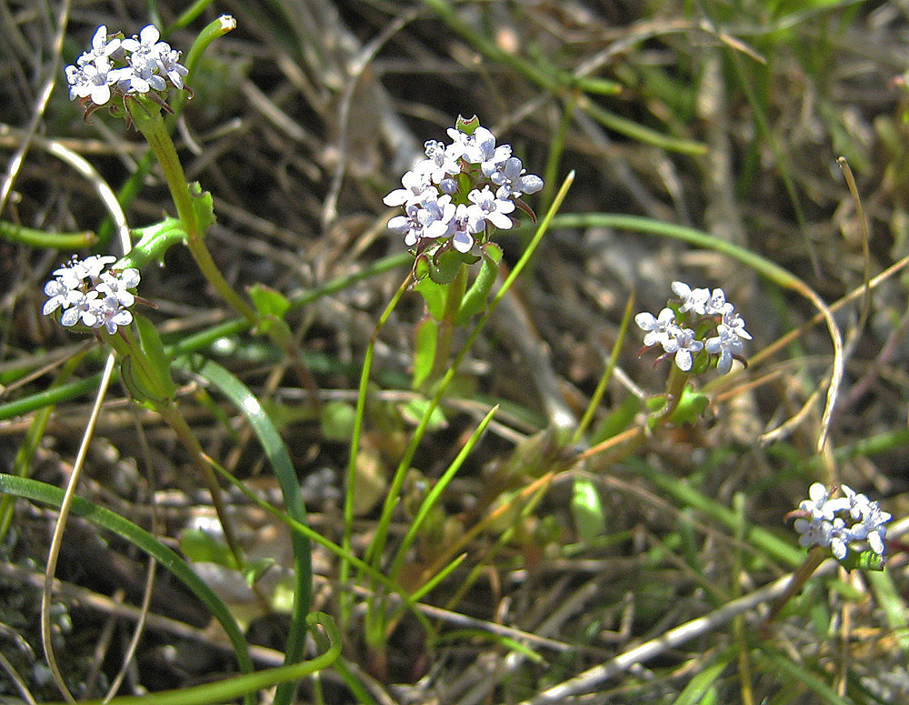 Изображение особи Valerianella echinata.