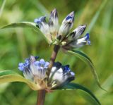 Gentiana macrophylla. Верхушка цветущего растения. Бурятия, Тункинская долина, окр. с. Жемчуг. 21.07.2011.