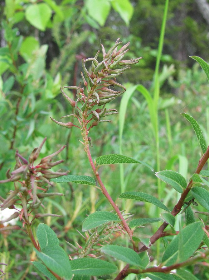 Изображение особи Salix myrtilloides.