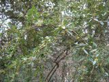 Berberis pruinosa. Зацветающее растение. Южный берег Крыма, Никитский ботанический сад. 3 апреля 2012 г.