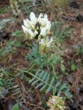 Astragalus inopinatus