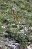 Rheum cordatum. Плодоносящее растение. Южный Казахстан, каньон Даубаба, правый берег. 05.05.2012.