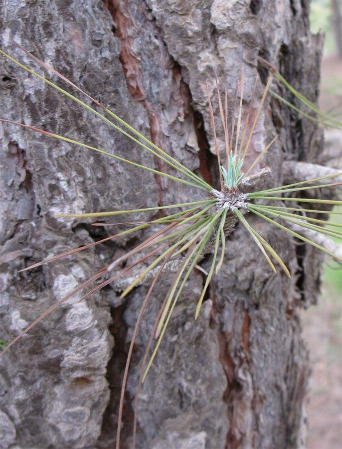 Изображение особи Pinus canariensis.