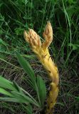 Orobanche lutea f. pallens