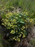 Alchemilla stellulata