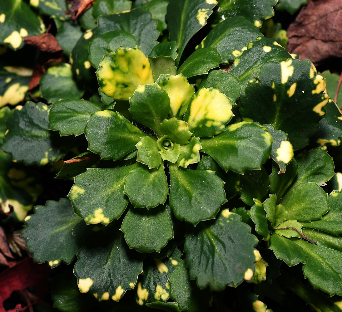 Изображение особи Saxifraga &times; urbium.