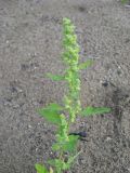 Chenopodium acerifolium. Верхняя часть растения с незрелыми плодами. Кемеровская обл., окр. с. Ивановка, песчаная отмель р. Томи. 22.08.2008.