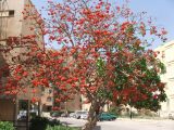 Erythrina lysistemon. Цветущее дерево. Израиль, г. Беэр-Шева, городское озеленение. 23.03.2006.
