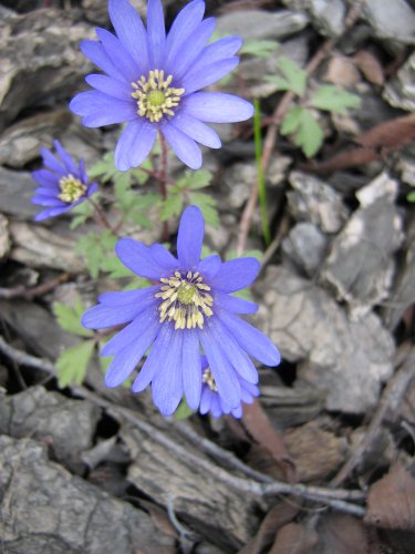 Изображение особи Anemone blanda.