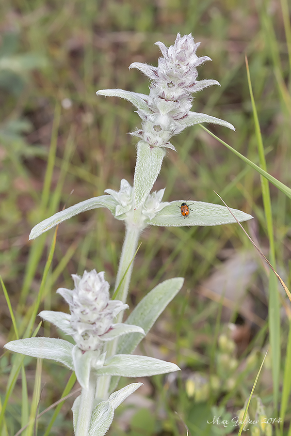 Изображение особи Stachys velata.