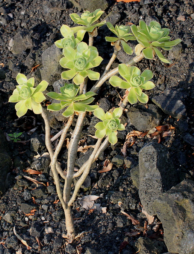Image of Aeonium arboreum specimen.