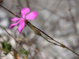 Dianthus sylvestris. Побег с цветком. Черногория, муниципалитет Будва, ~ 800 м к юго-востоку от крепости Космач (Kosmač), пояс дубово-грабинникового леса, скалы выше дороги. 11.10.2014.