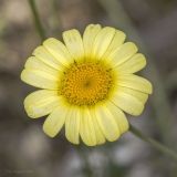 Anthemis tinctoria