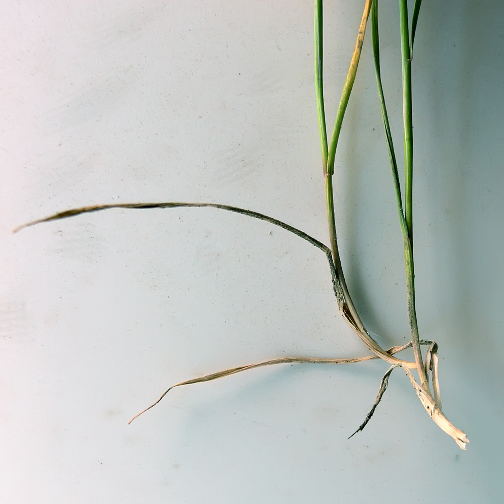 Image of Hordeum jubatum specimen.