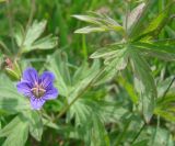 Geranium pseudosibiricum