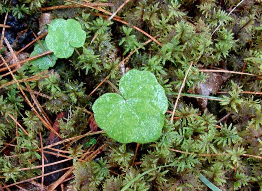 Image of Mitella nuda specimen.