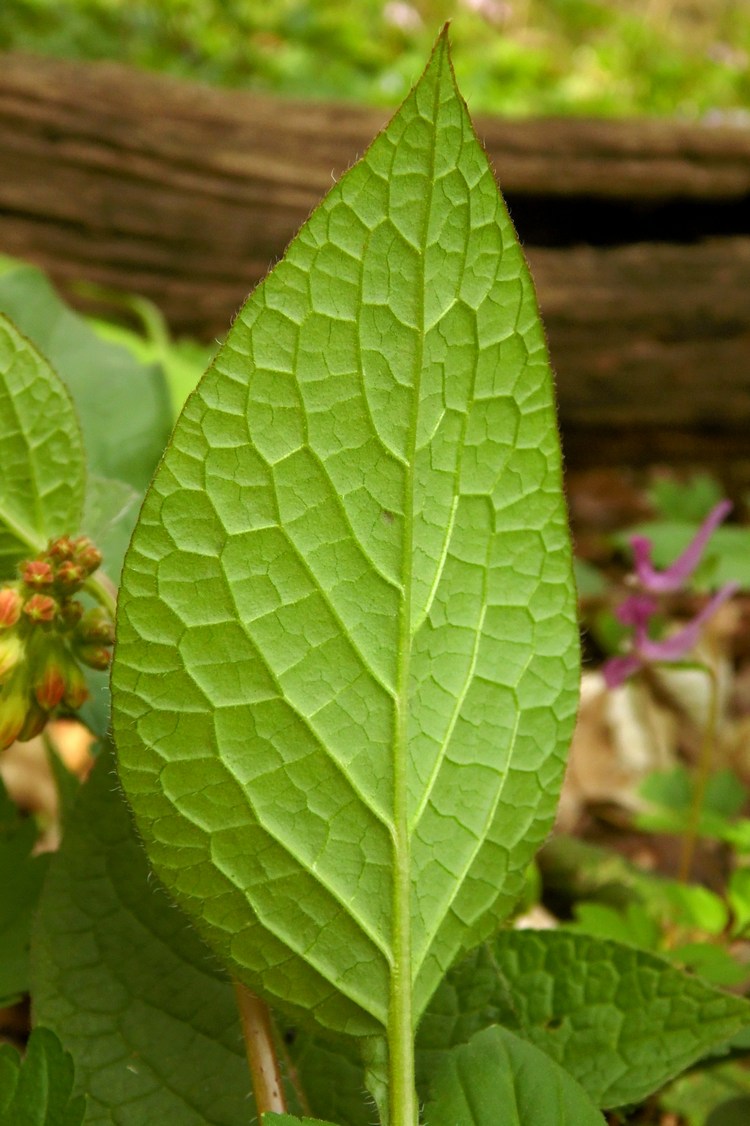 Изображение особи Symphytum grandiflorum.