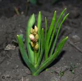 Hyacinthus orientalis