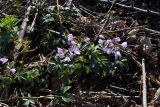 Cardamine quinquefolia