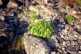 Ligusticum scoticum