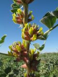 Astragalus sphaerophysa. Соцветия. Южное Прибалхашье, южная кромка пустыни Таукум, пески. 19 мая 2016 г.