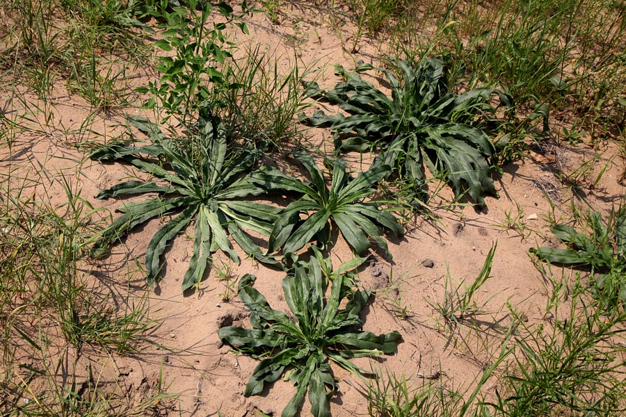 Image of Echium vulgare specimen.