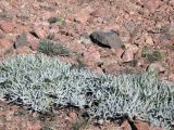 Schmalhausenia nidulans. Молодые растения на каменистой осыпи. Казахстан, Заилийский Алатау, Большое Алматинское ущелье, 2500-3300 м н.у.м. Июнь 2009 г.