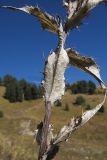 Carlina intermedia