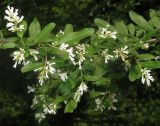 Ligustrum yezoense. Часть ветви с соцветиями. Приморский край, г. Владивосток, Ботанический сад-институт ДВО РАН, в культуре. 08.07.2016.