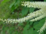 Aruncus dioicus