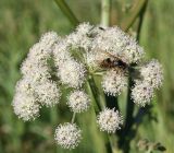 Angelica sylvestris