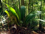 Johannesteijsmannia altifrons. Вегетирующее растение. Малайзия, штат Саравак, национальный парк Бако; о-в Калимантан, влажный тропический лес. 09.05.2017.