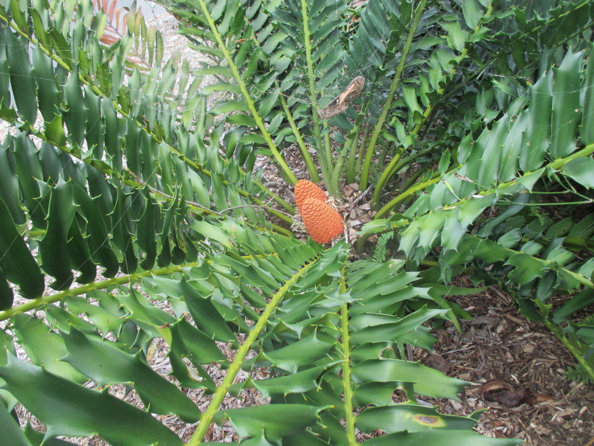 Изображение особи Encephalartos ferox.