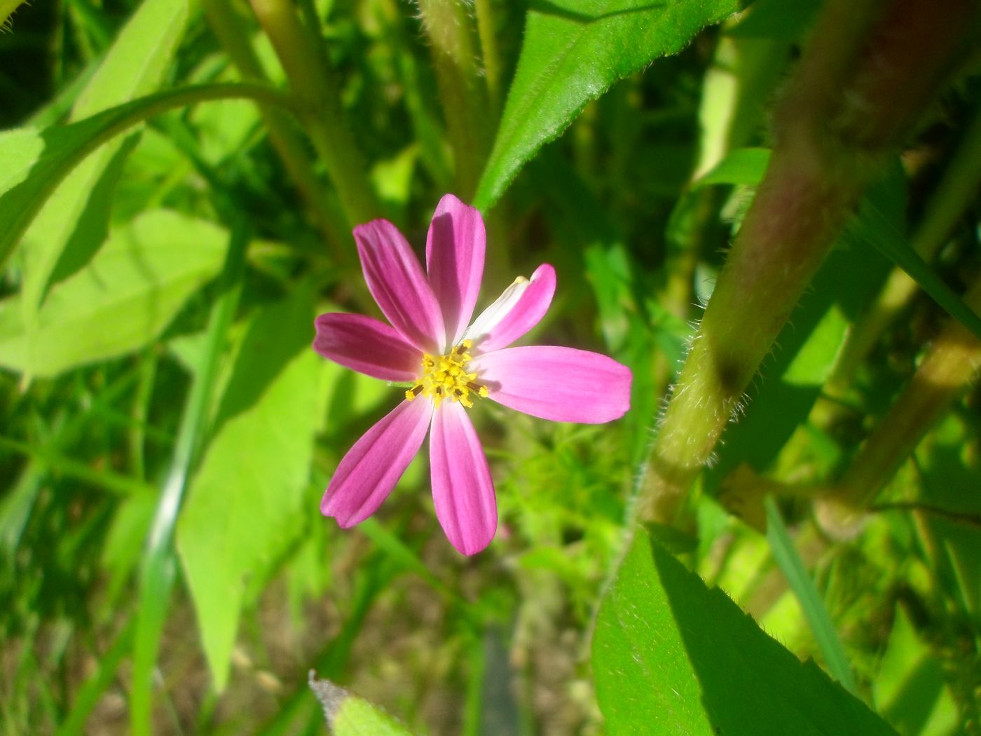 Изображение особи Cosmos bipinnatus.