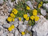 Alyssum oschtenicum. Цветущее растение. Адыгея, Фишт-Оштеновский массив, гора Оштен, ≈ 2800 м н.у.м., каменистый склон. 06.07.2017.