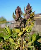 Syringa vulgaris