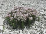 Asperula cretacea. Цветущие растения. Крым, Бахчисарайский р-н, гора Тепе-Кермен. 29.05.2018.