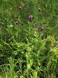 Cirsium heterophyllum