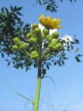 Sonchus palustris. Верхушка побега с общим соцветием. ЮЗ Крым, Варнутская долина, окр. с. Резервное, пересохшее русло ручья среди небольшого участка лиственного леса. 08.07.2018.