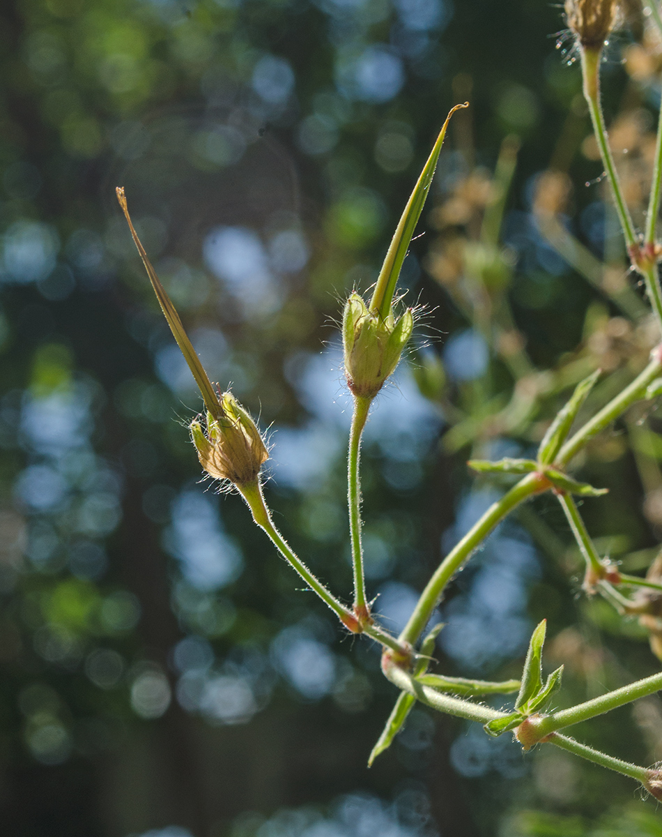 Изображение особи Geranium phaeum.