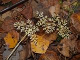 Selinum carvifolia. Прикорневой лист в осенней раскраске. Московская обл., Раменский р-н, окр. пос. Ильинский, Ильинский лес, на просеке в ельнике. 07.10.2018.