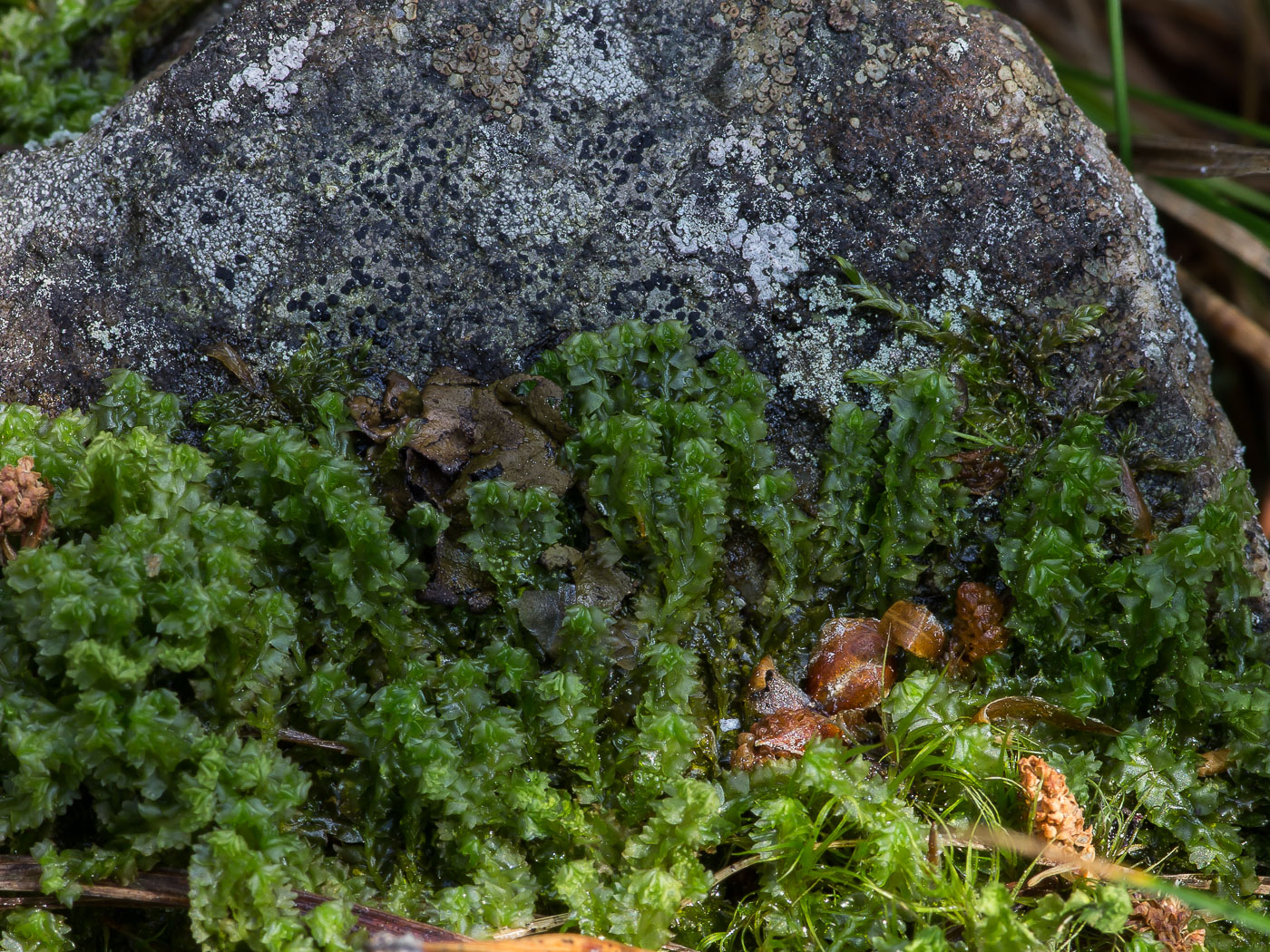 Image of Barbilophozia barbata specimen.