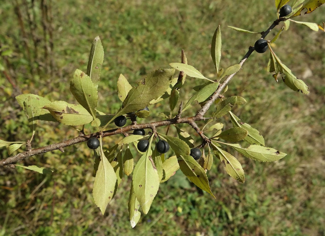 Изображение особи Rhamnus cathartica.