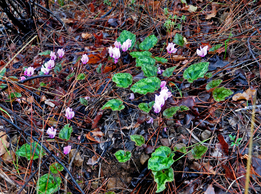 Изображение особи Cyclamen persicum.