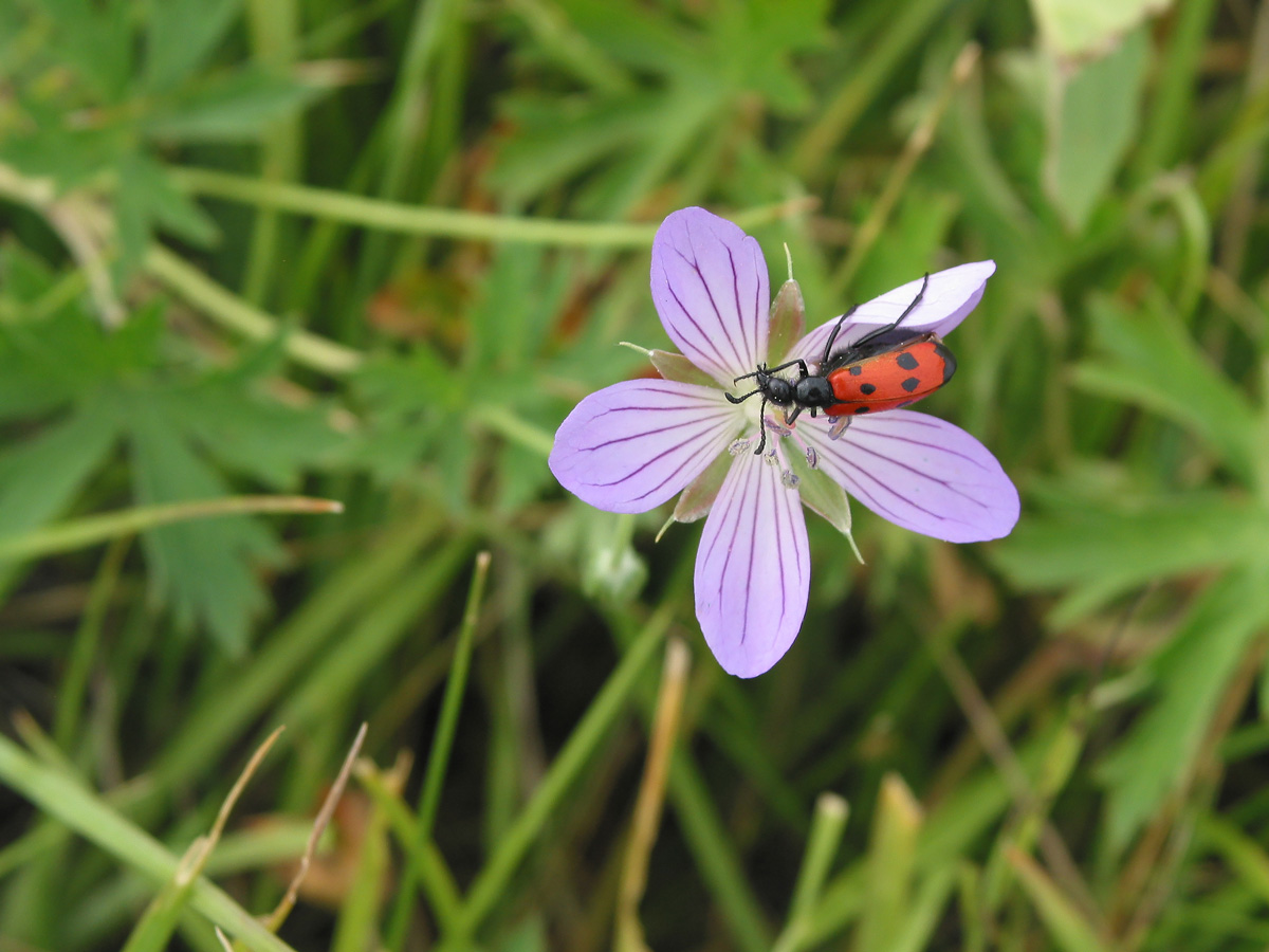 Изображение особи Geranium collinum.