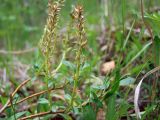 Salix fuscescens. Часть побега с соплодиями. Магаданская обл., окр. г. Магадан, нижнее течение р. Магаданка, долинный увлажненный ивняк. 02.07.2019.